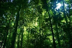 A lush, green view visible from behind the rainforest treetops.