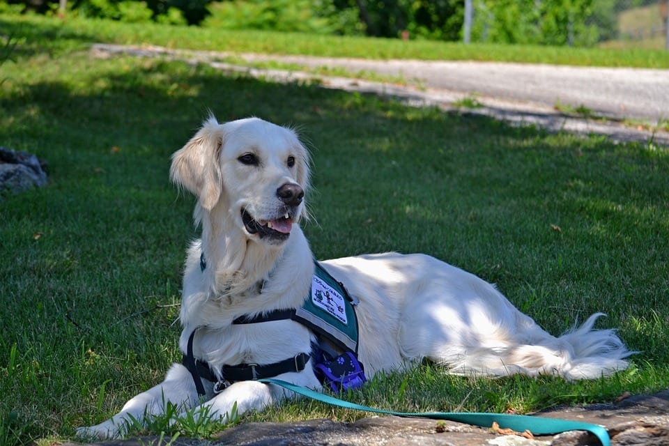 Image of a Golden Retriever Service Dog