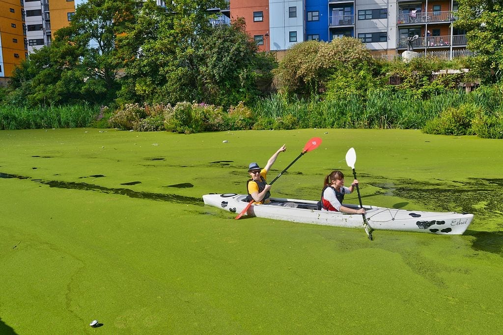 A man and a woman paddle a canoe through water choked with green algae.