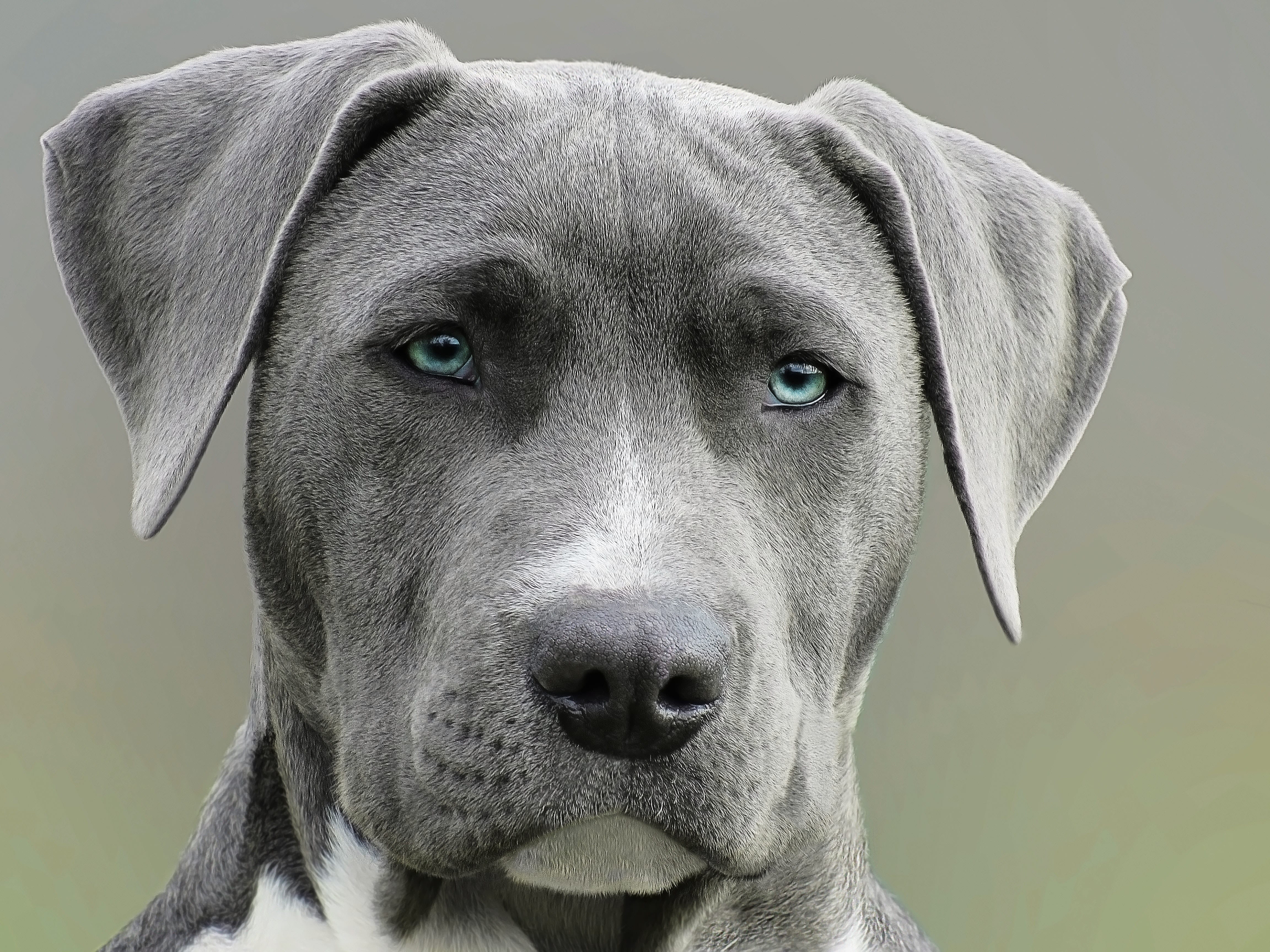Top 10 Dog Breeds Ideal for House 