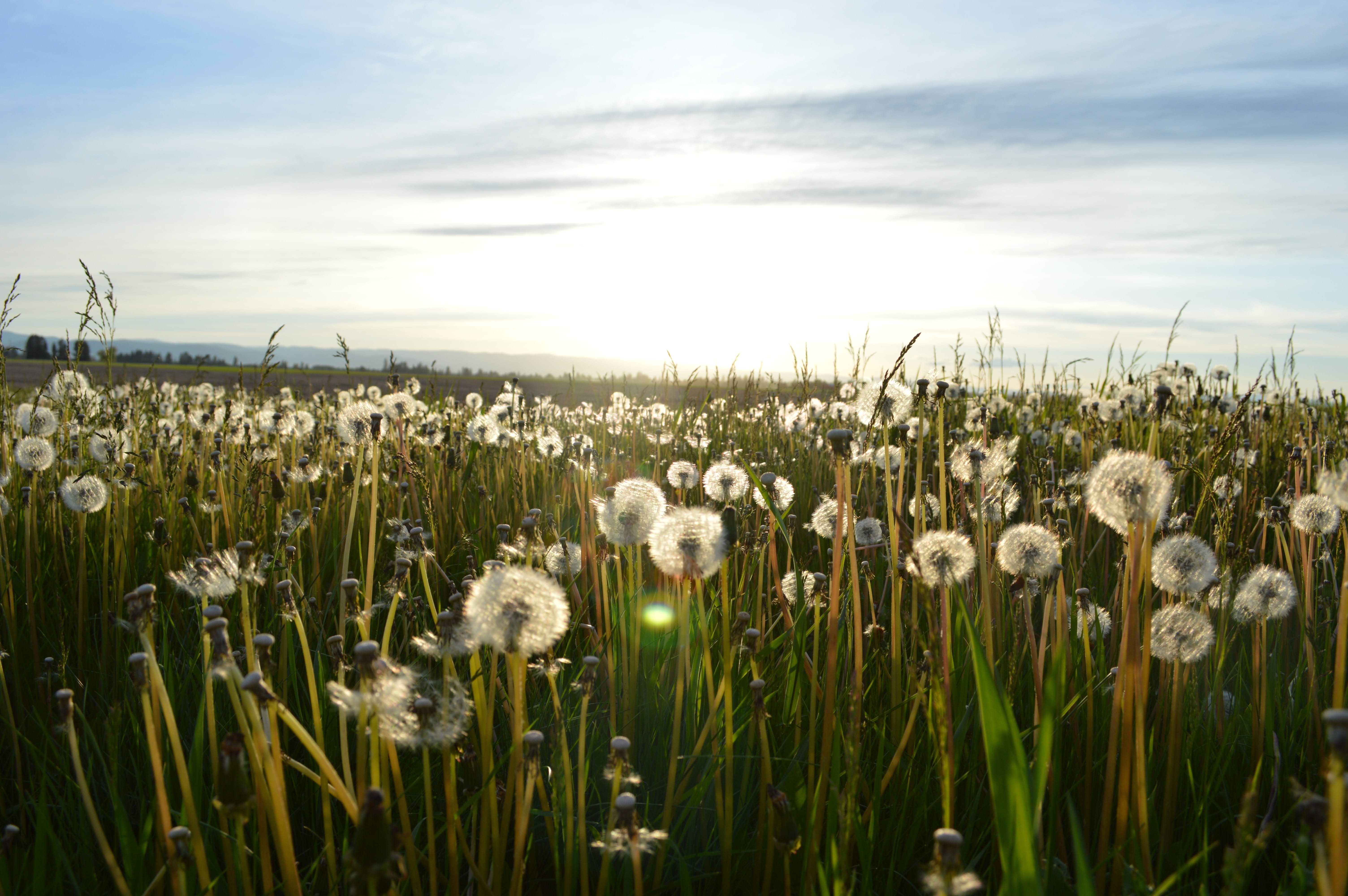 Field of dandelions gone to seed; image by Jason Long, via Unsplash.com.