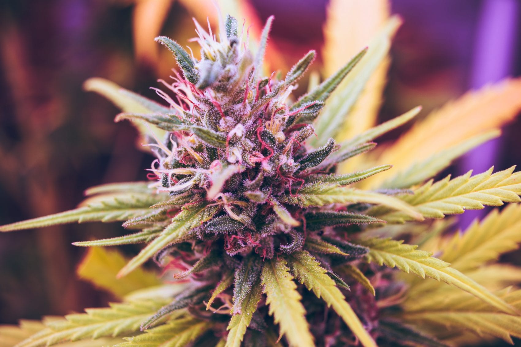 Pink and green marijuana flower; image by Esteban Lopez, via Unsplash.com.