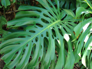 Monstera Deliciosa; image by Forest & Kim Starr, CC BY 3.0, via Wikimedia Commons, no changes.