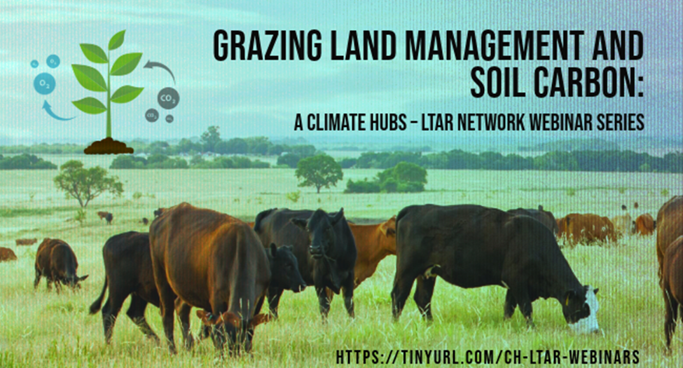 Cattle grazing in field; image from press release.