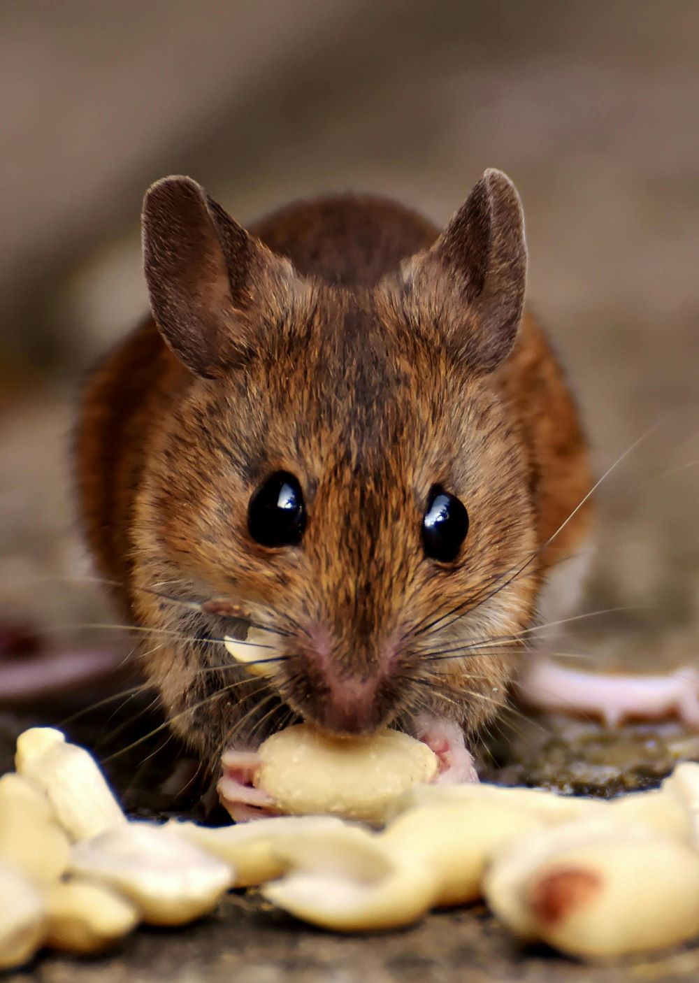 Arizona Health Officials Warn of Uptick in Hantavirus Cases