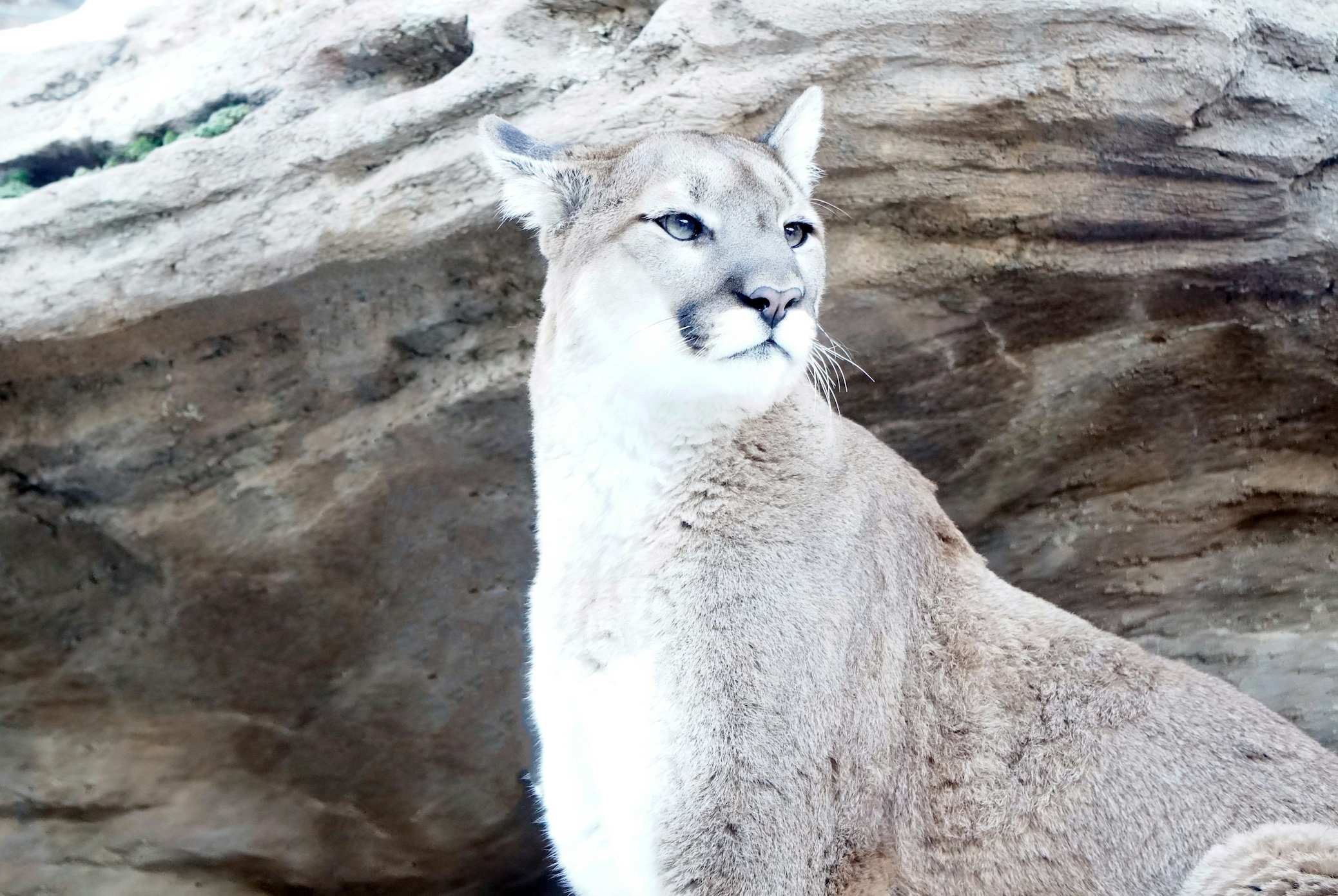 An image of a Mountain Lion perched atop a rock formation inside of an enclosure at Cheyenne Mountain Zoo, Colorado. Image by Nathan Andress, via Unsplash.com.