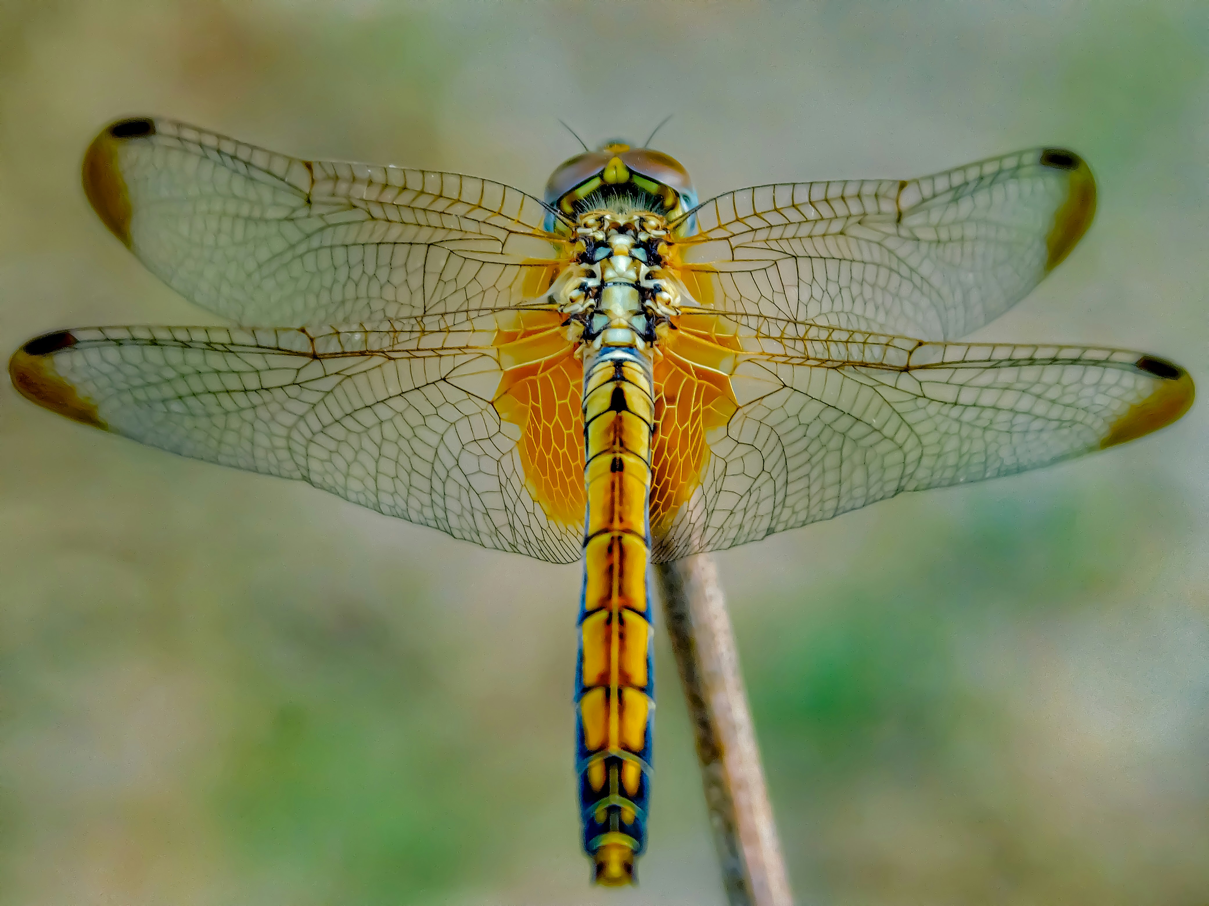 Yellow and black dragonfly; image by Kalai Venthan Gopal, via Unsplash.com.