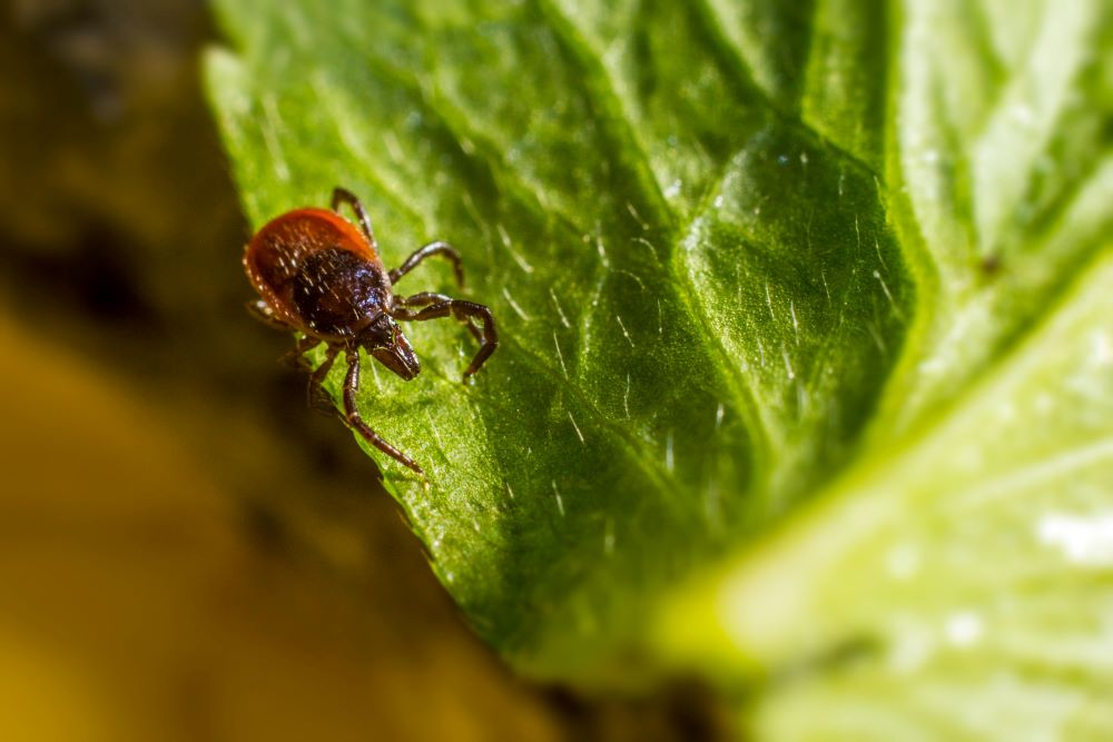 Malaria Carrying Ticks May Also be Spreading Babesiosis