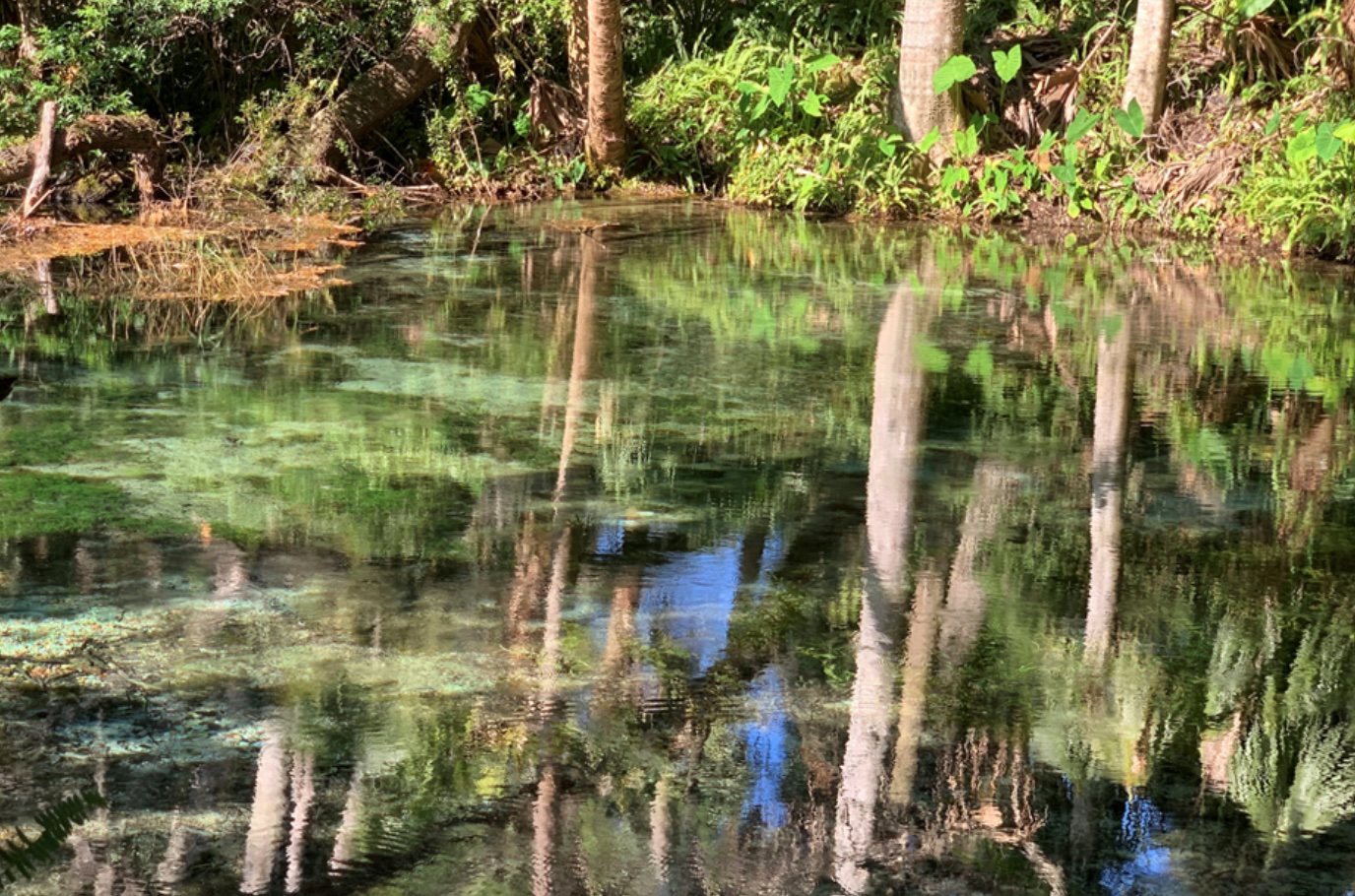 Body of water surrounded by trees; image by Michael Hamments, via Unsplash.com.