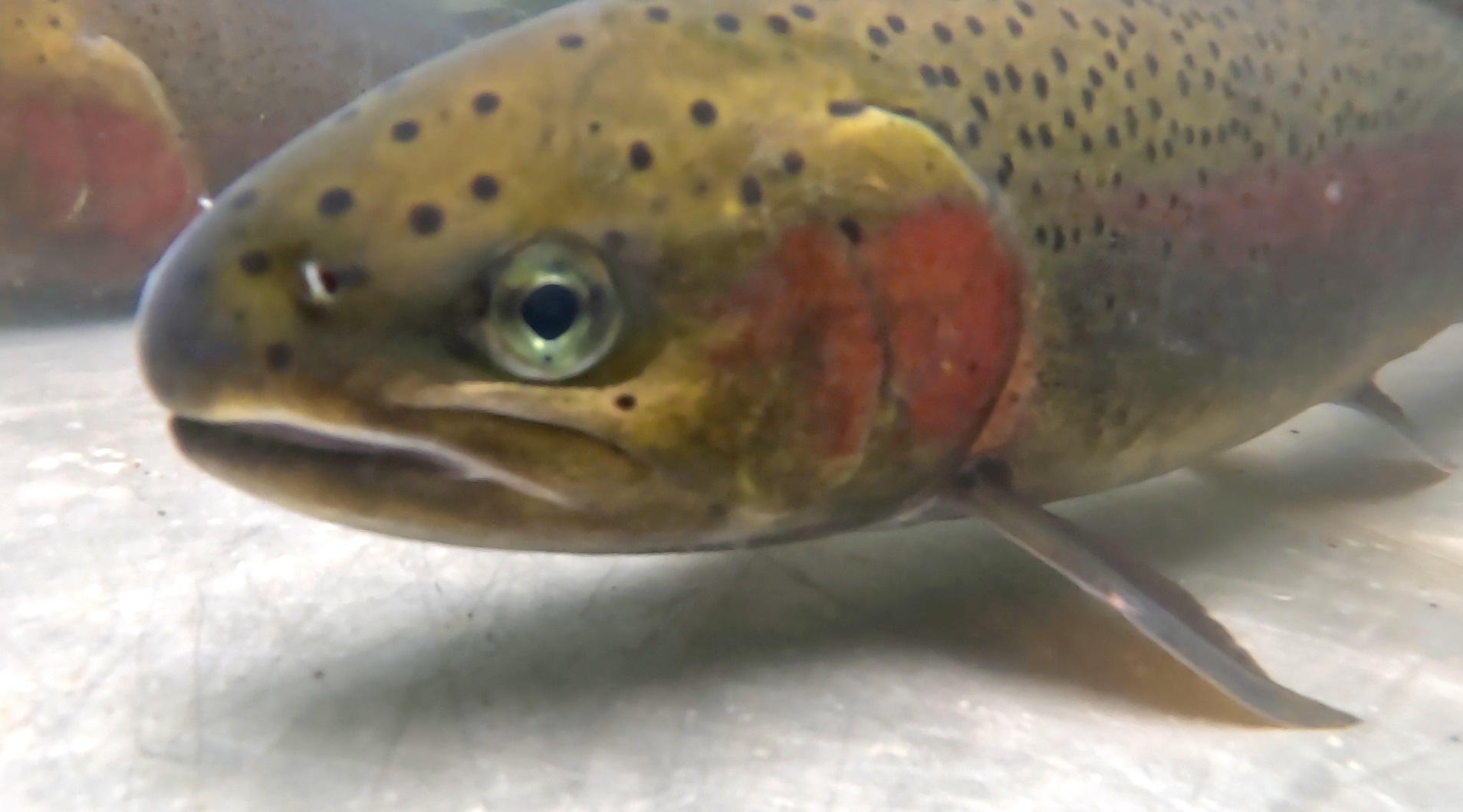 Steelhead underwater; image from press release.