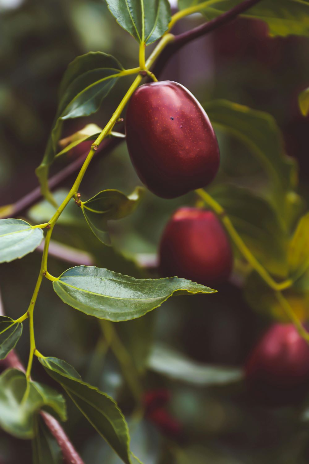 Ancient Medicinal Plant Might Preserve Cognitive Function