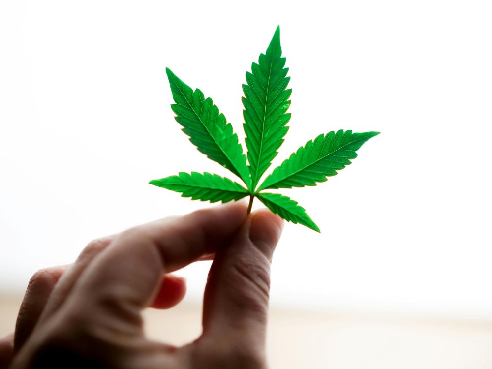 Study Finds Cannabis May Support Recovery